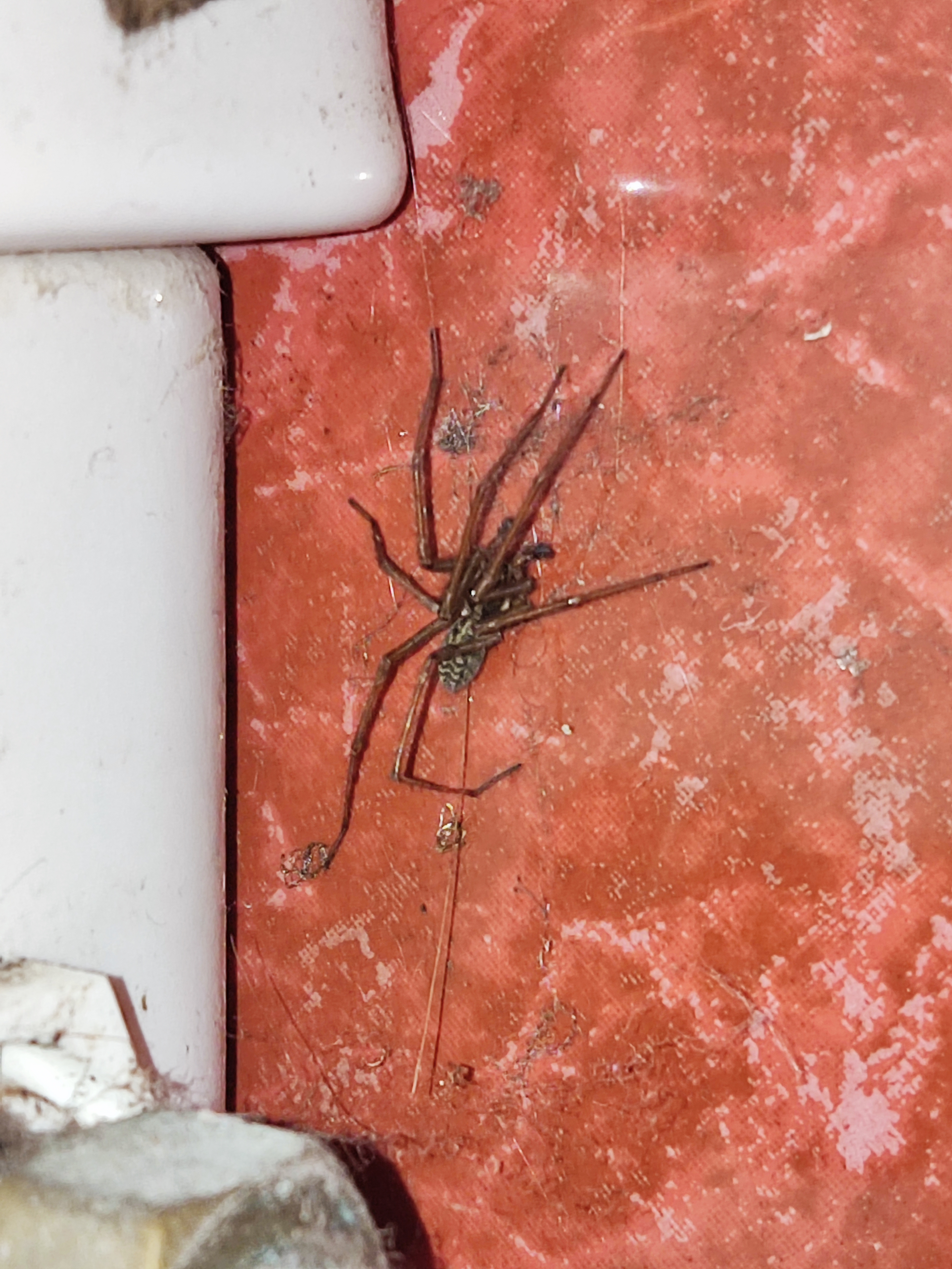 A giant house spider by the cistern of a toilet